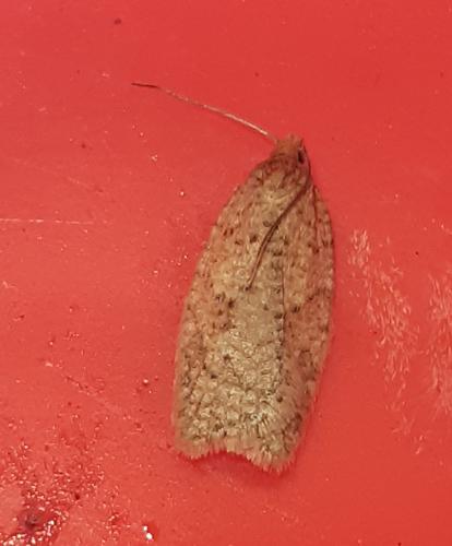 Acleris quercinana
